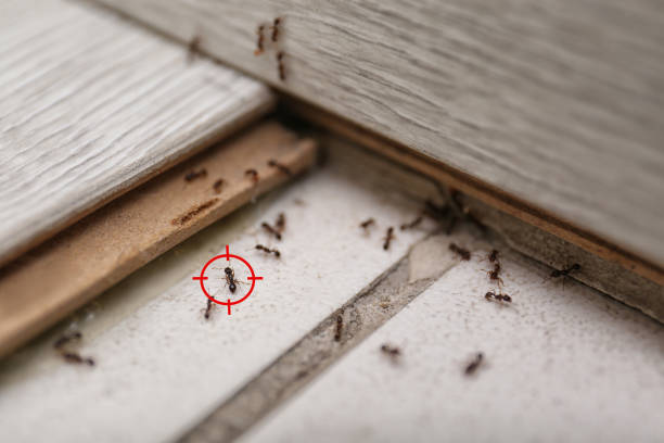 Wildlife Control Services in Montevallo, AL